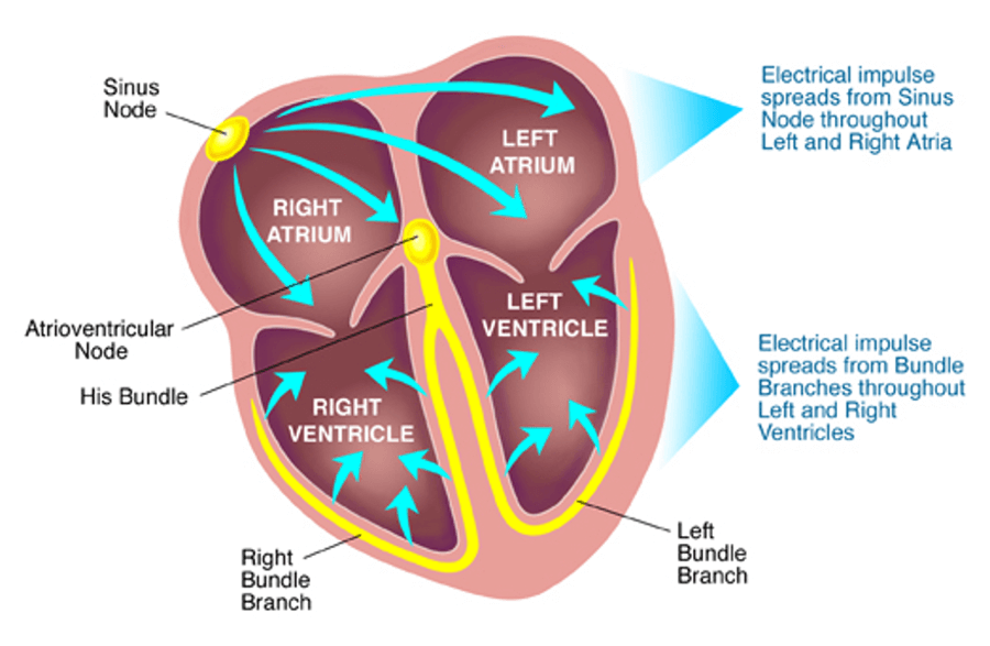Leaflet Image