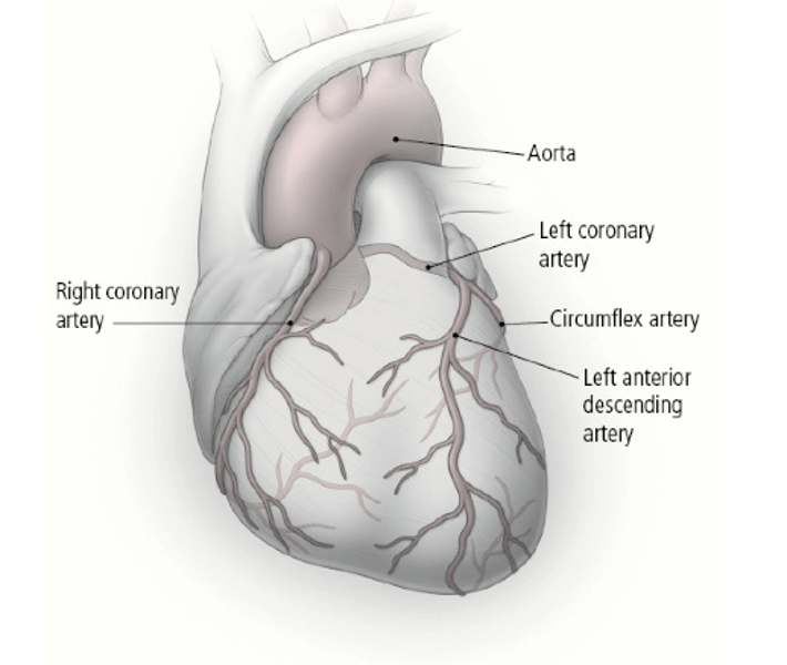 Leaflet Image