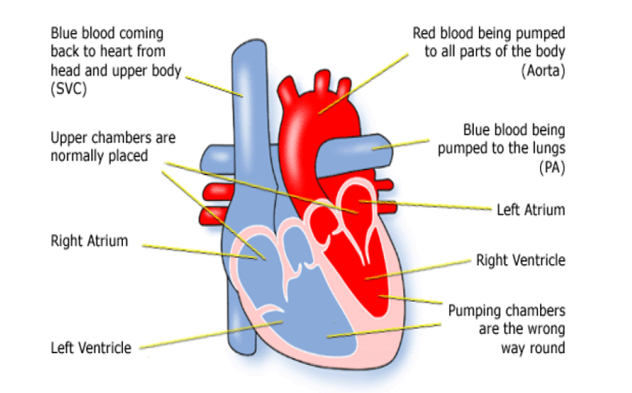 Leaflet Image
