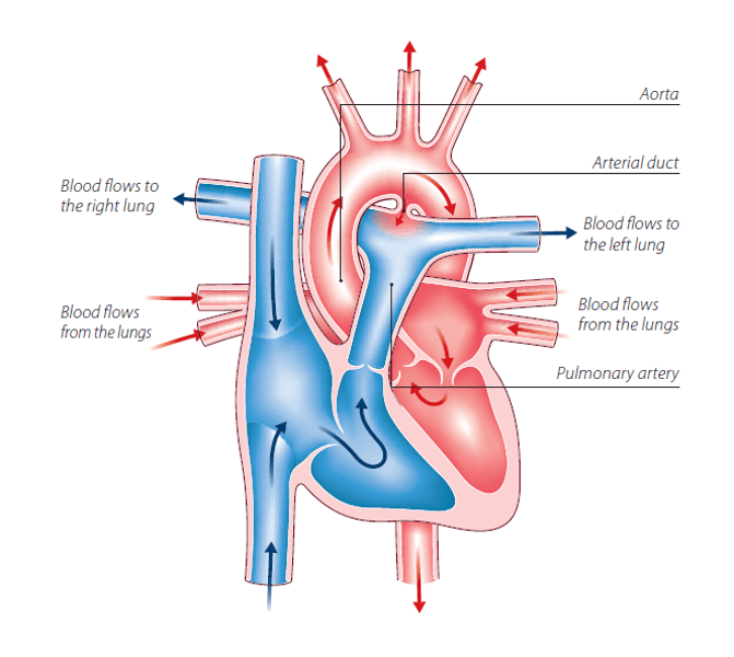 Leaflet Image
